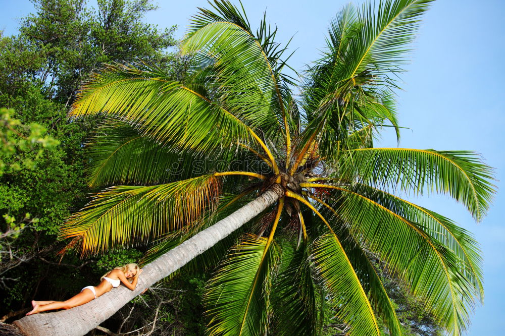 Similar – palm climber Palm tree