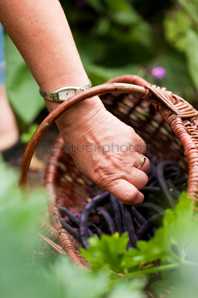 Similar – Woman hold parsnips in basket in the garden