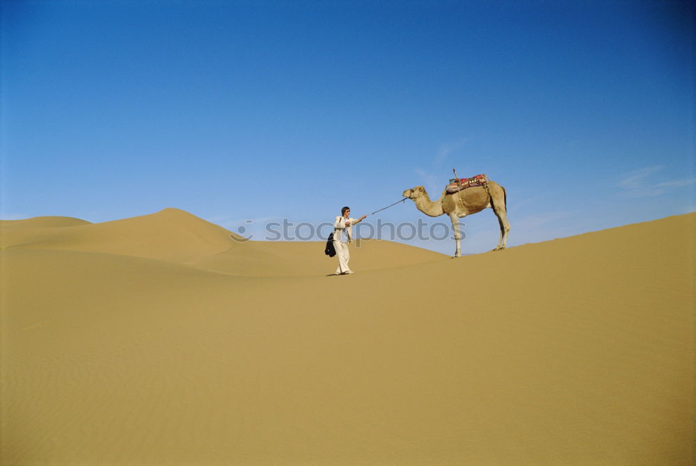 Similar – dromedary Sand Sky