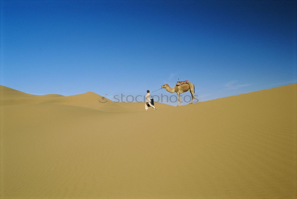 dromedary Sand Sky