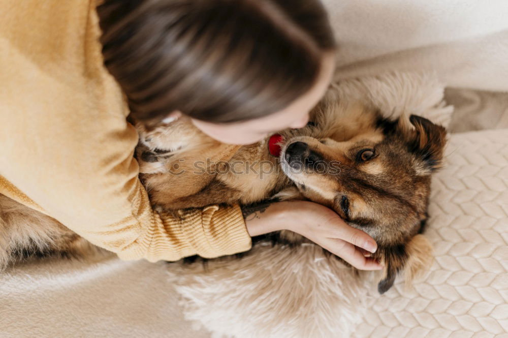 Similar – a dog and its due play on a sofa with a strong rope