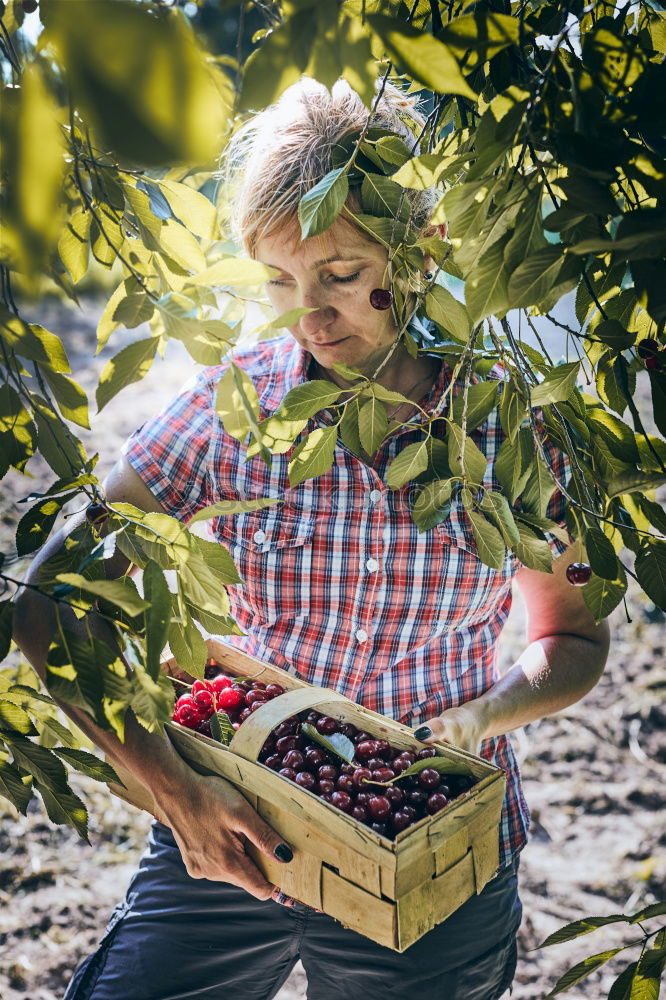 Similar – Image, Stock Photo Young man picking cherry berries from tree