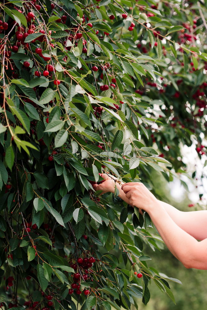 Similar – Young man picking cherry berries from tree