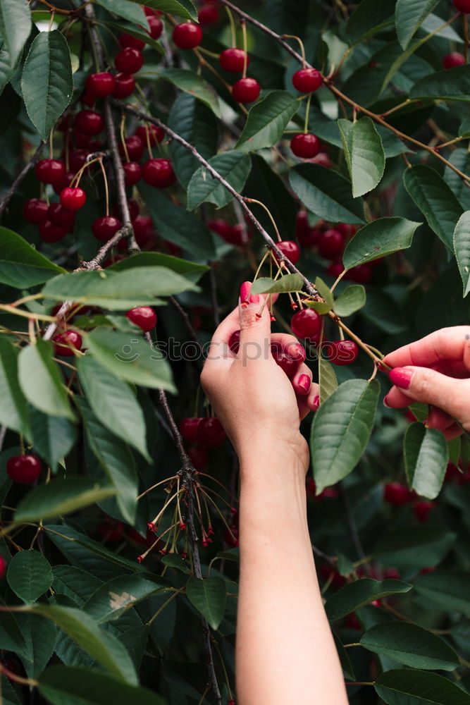 Image, Stock Photo Woman picking cherry berries from tree