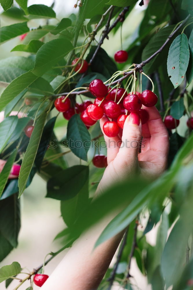 Similar – ripe fresh organic cherries