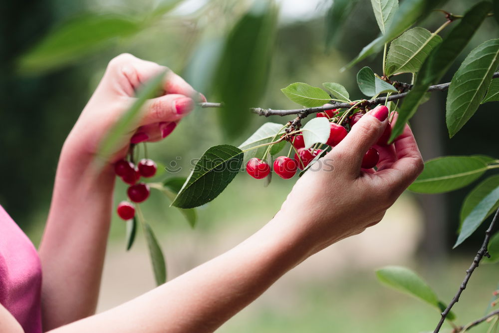 Similar – Image, Stock Photo Woman picking cherry berries from tree