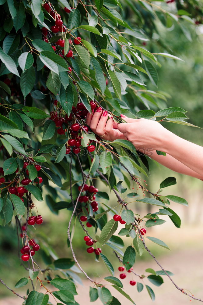 Similar – Image, Stock Photo Young man picking cherry berries from tree