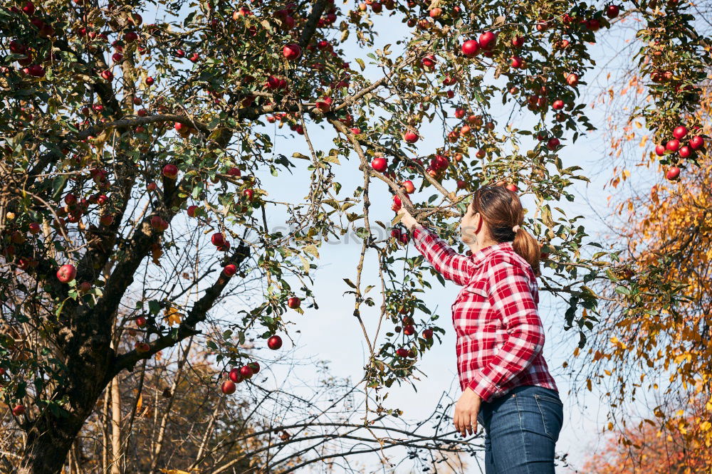 Similar – Young man picking cherry berries from tree