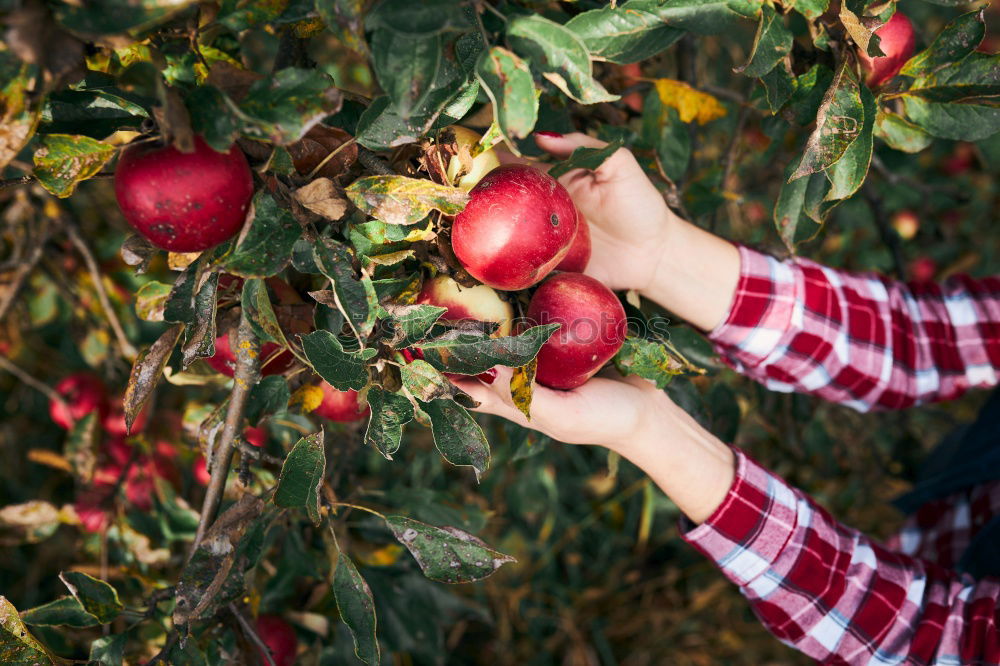 Similar – Image, Stock Photo Young man picking cherry berries from tree