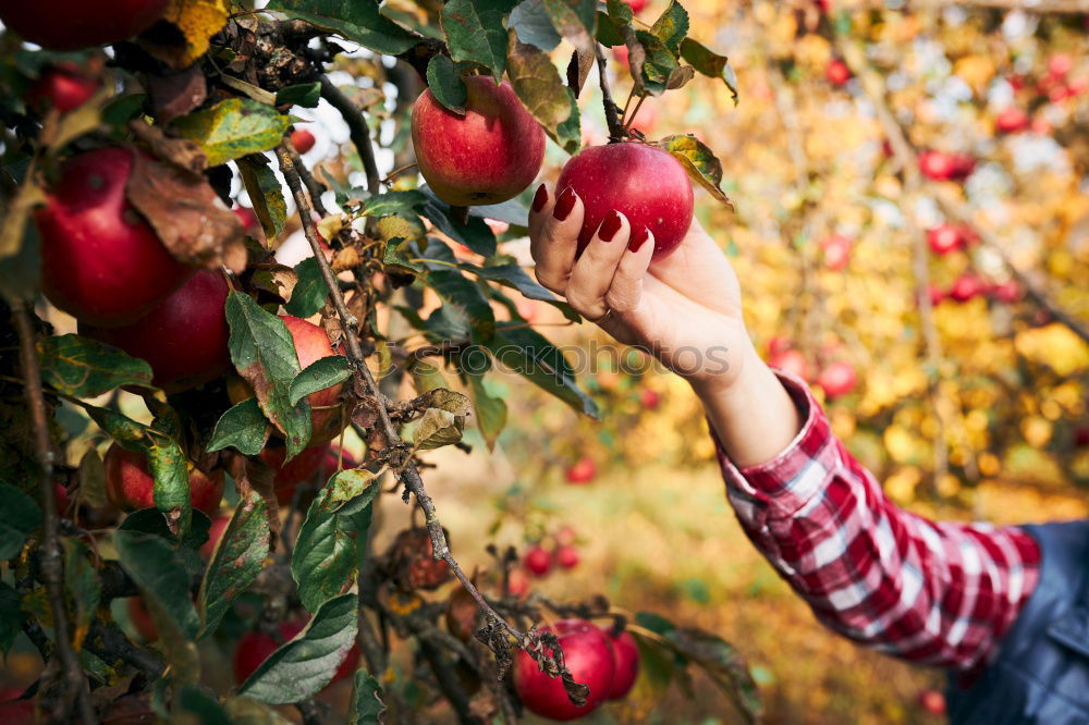 Similar – Image, Stock Photo Young man picking cherry berries from tree