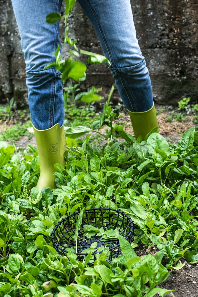 Similar – Image, Stock Photo Hoeing potatoes in home garden