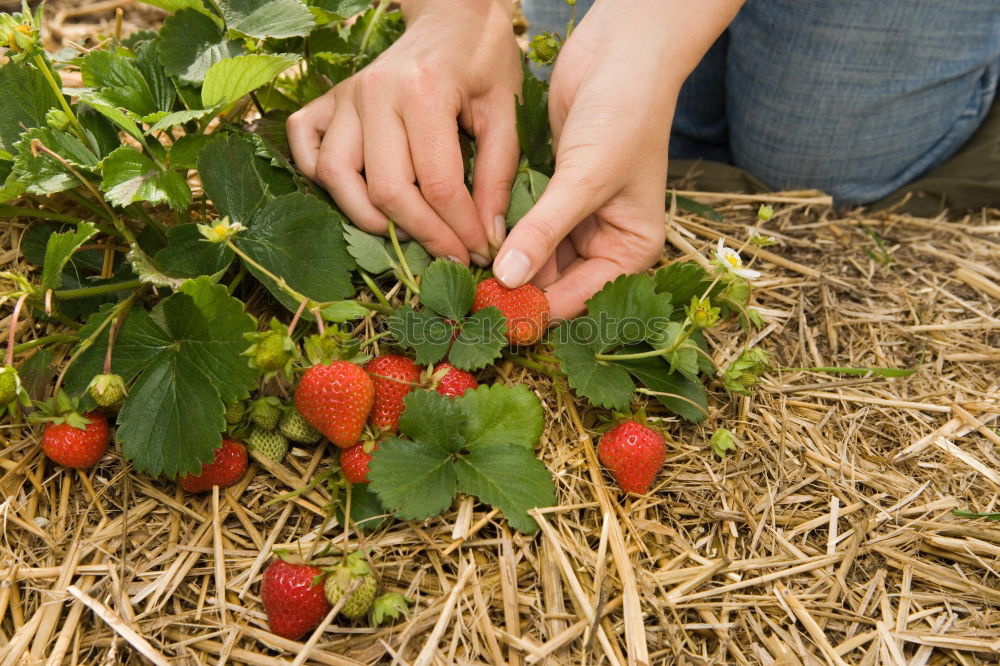 Similar – Image, Stock Photo red gold Organic produce