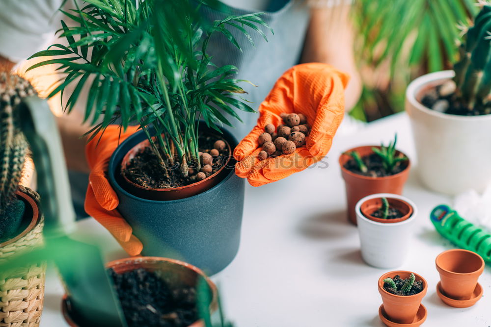 Image, Stock Photo Woman’s hands transplanting plant.