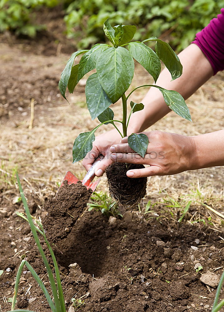 Similar – FORGET-ME-NOT Hand Earth