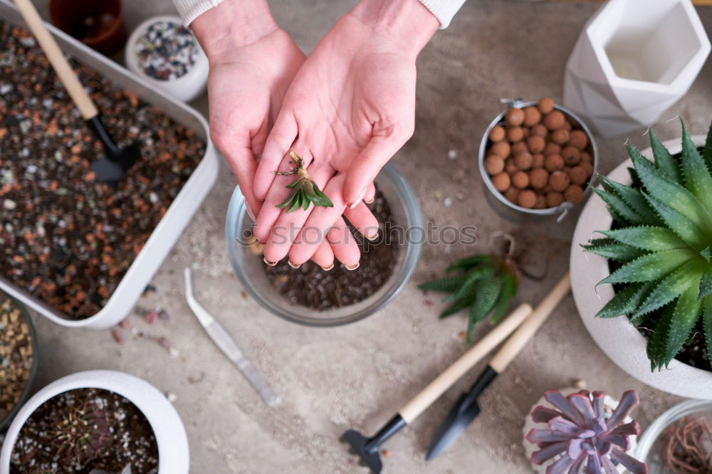 Similar – Image, Stock Photo Woman’s hands transplanting plant.