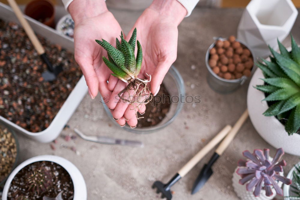 Similar – Image, Stock Photo Woman’s hands transplanting plant.