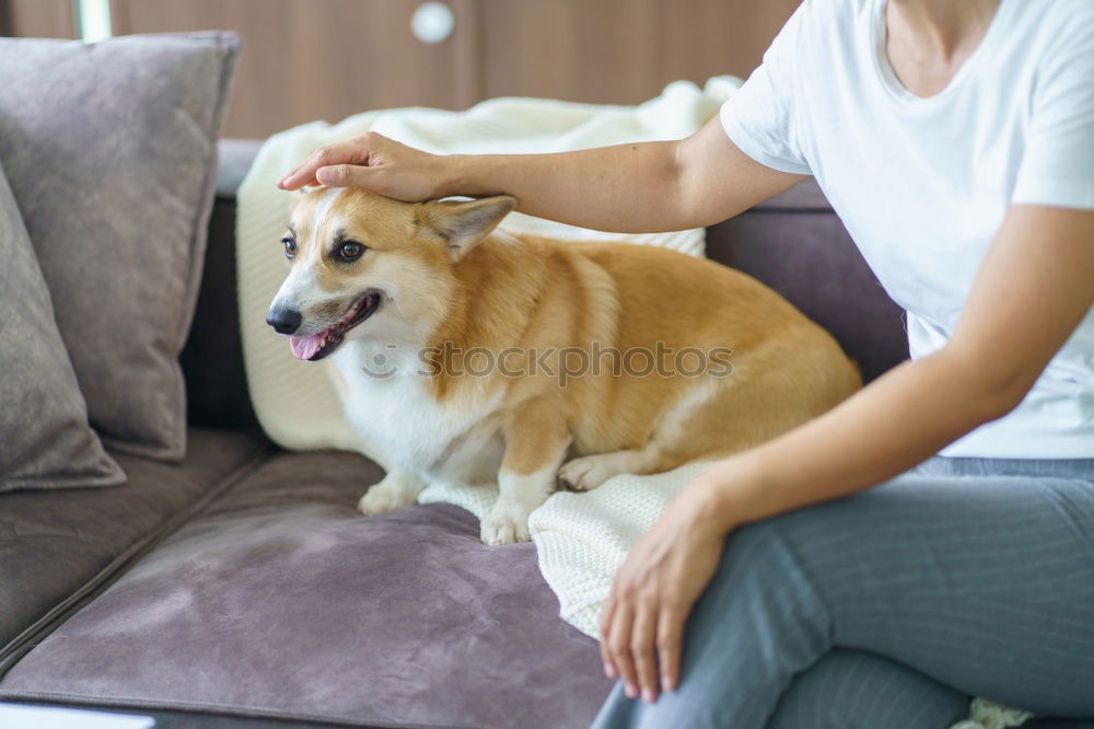 Similar – Foto Bild Junge Frau liegt auf dem Rücken und streichelt einen kleinen Terrier Hund auf einem grauen Sofa
