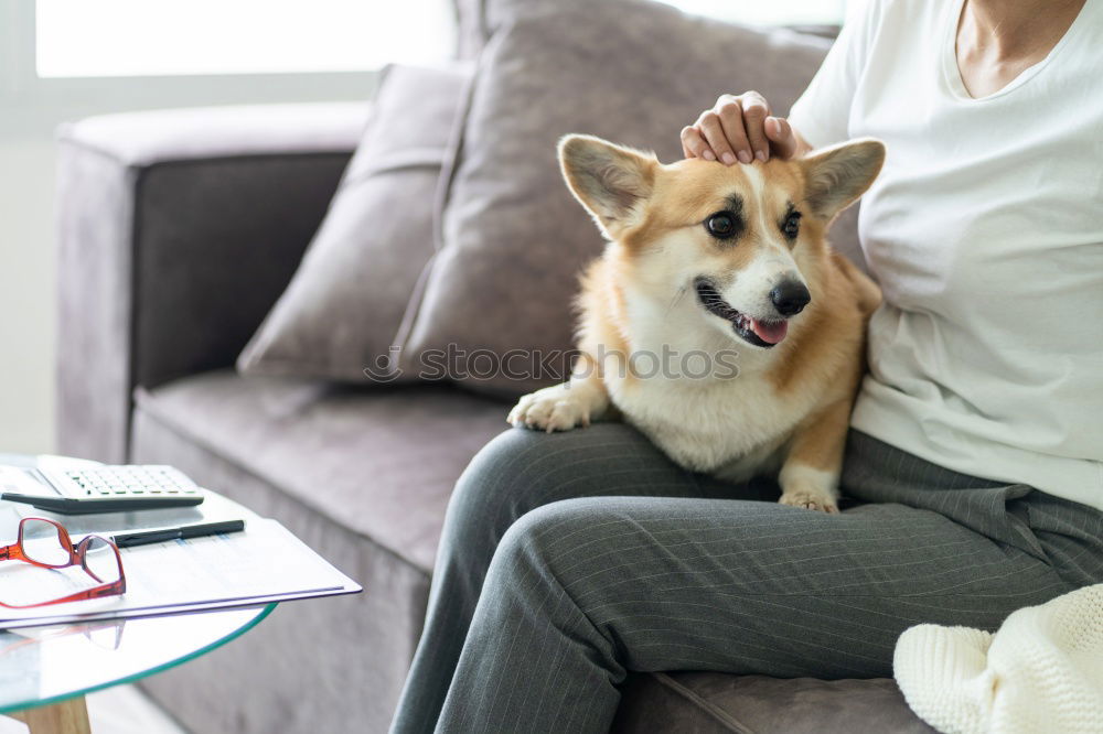 Similar – Foto Bild Junge Frau liegt auf dem Rücken und streichelt einen kleinen Terrier Hund auf einem grauen Sofa