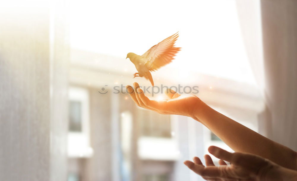 Similar – Image, Stock Photo Christmas star in hands