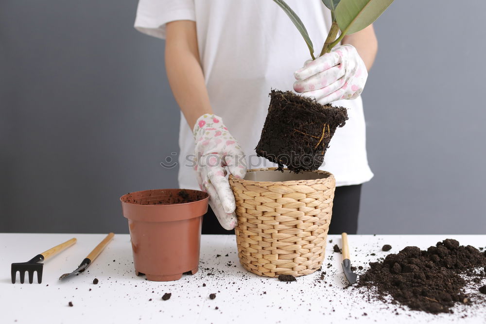 Image, Stock Photo Woman’s hands transplanting plant.