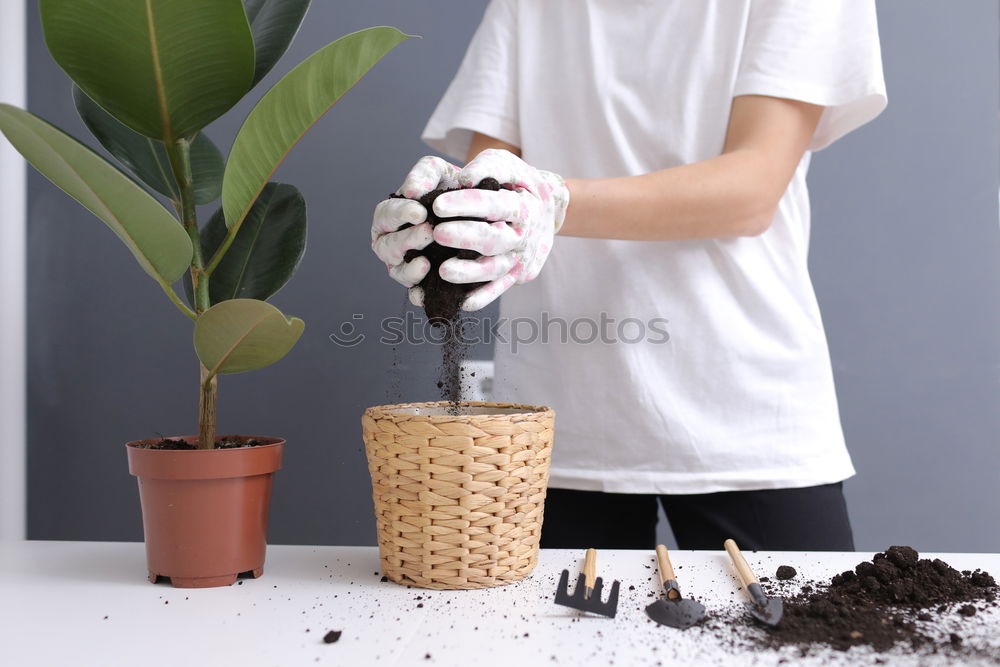 Similar – Image, Stock Photo Woman’s hands transplanting plant.