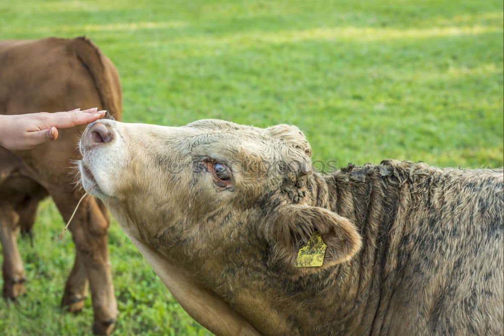 Similar – Image, Stock Photo milkers Food Milk