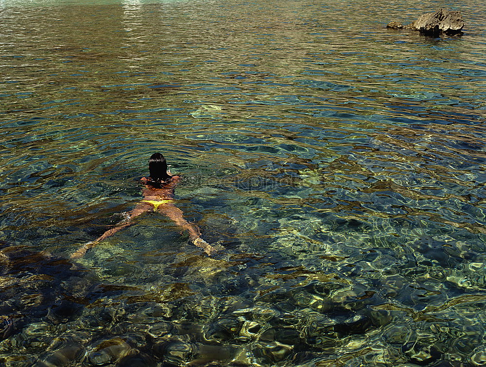 Similar – Swan in the lake