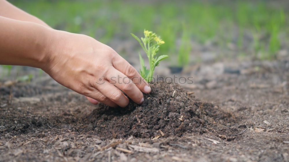 Similar – FORGET-ME-NOT Hand Earth