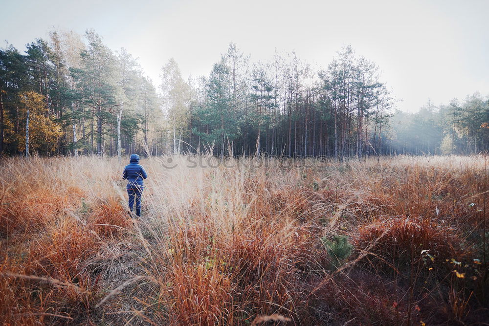 Similar – A girl hiking through the shadows of the trees in an autumnal forest