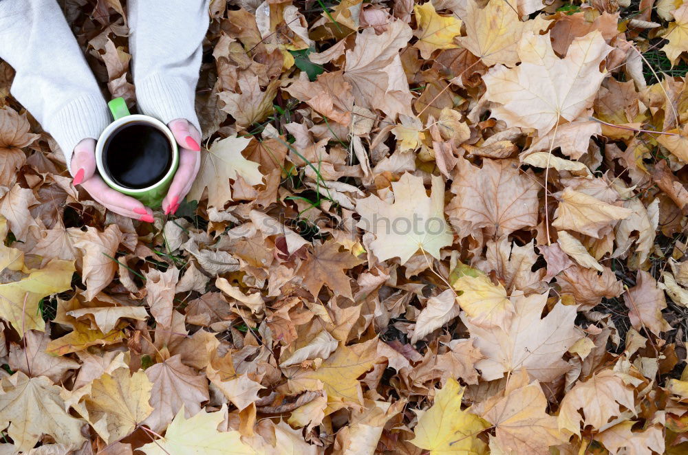 Similar – brown Autumn Cold Leaf Dry