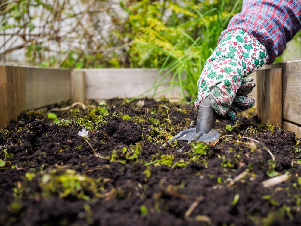 Similar – Planting potatoes