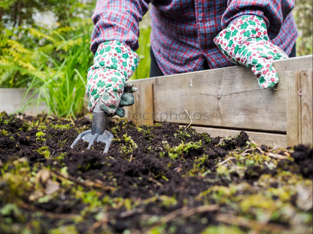 Similar – Planting potatoes