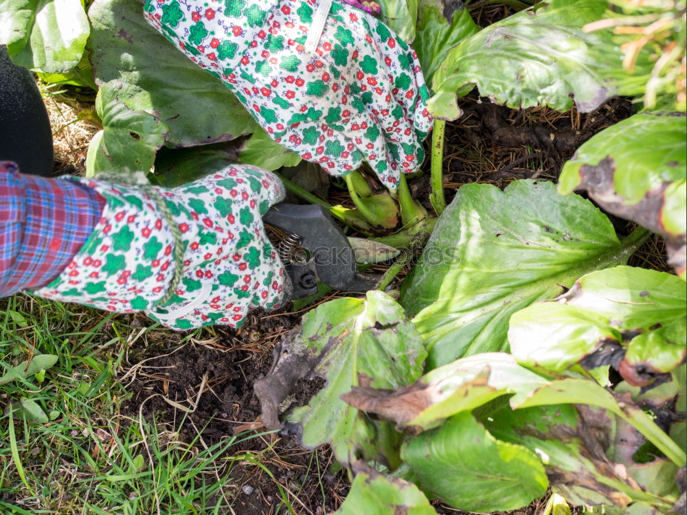 Similar – Image, Stock Photo Hoeing potatoes in home garden