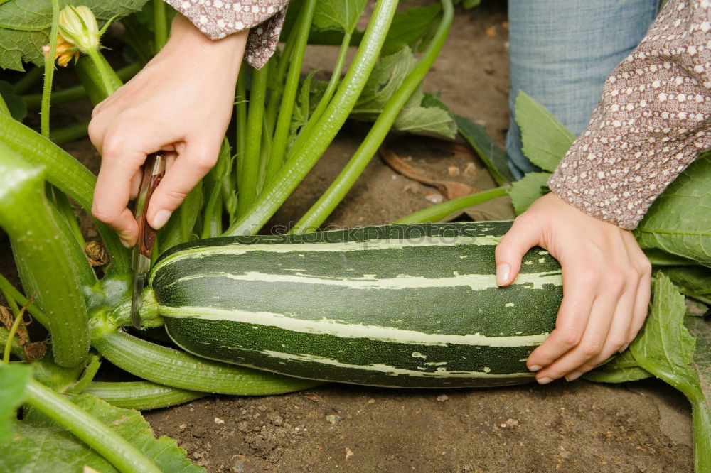 Image, Stock Photo Fresh pumpkin harvested by hand