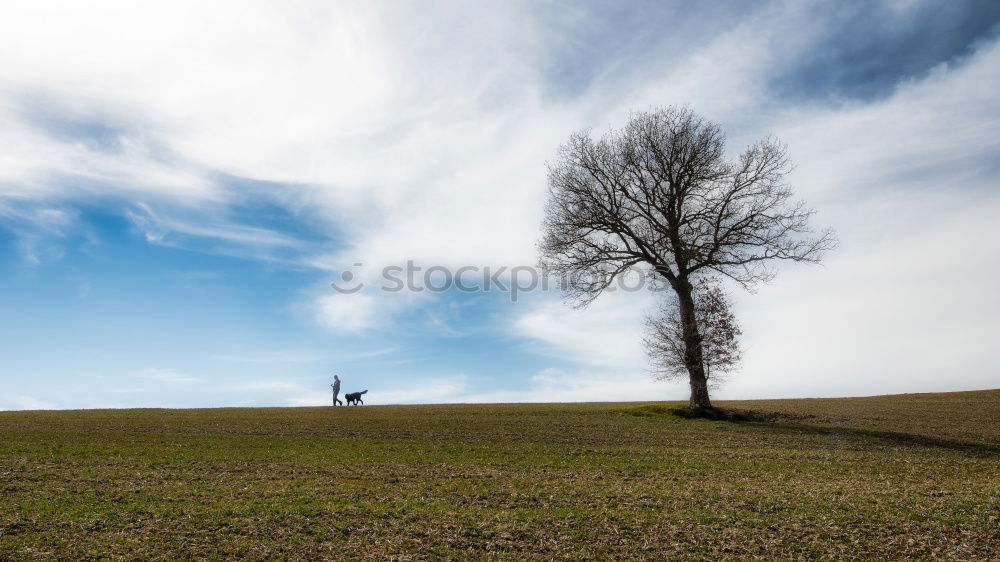 Similar – Image, Stock Photo moon tree Tree Meadow