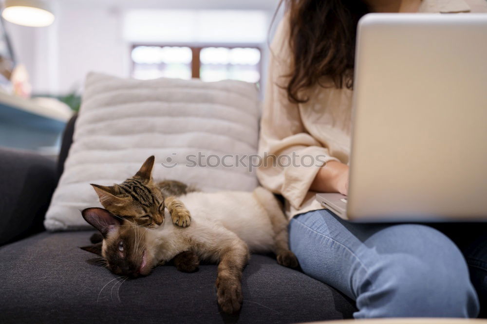 Similar – Beautiful grey cat sleeping in box. British kitten sleep