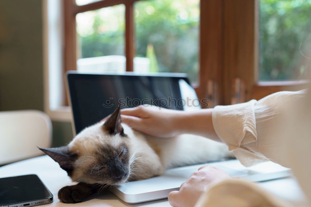 Similar – Image, Stock Photo Woman with mobile phone at home