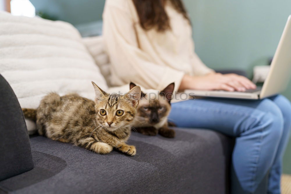 Similar – Image, Stock Photo a cat at you Lifestyle