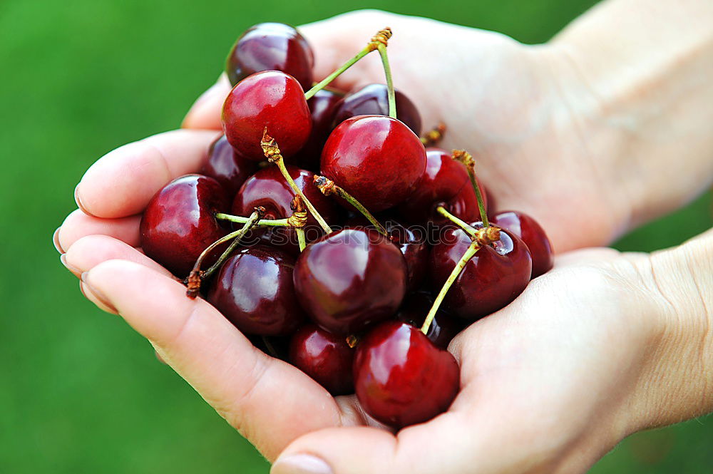 Similar – Image, Stock Photo anticipation Fruit Cherry