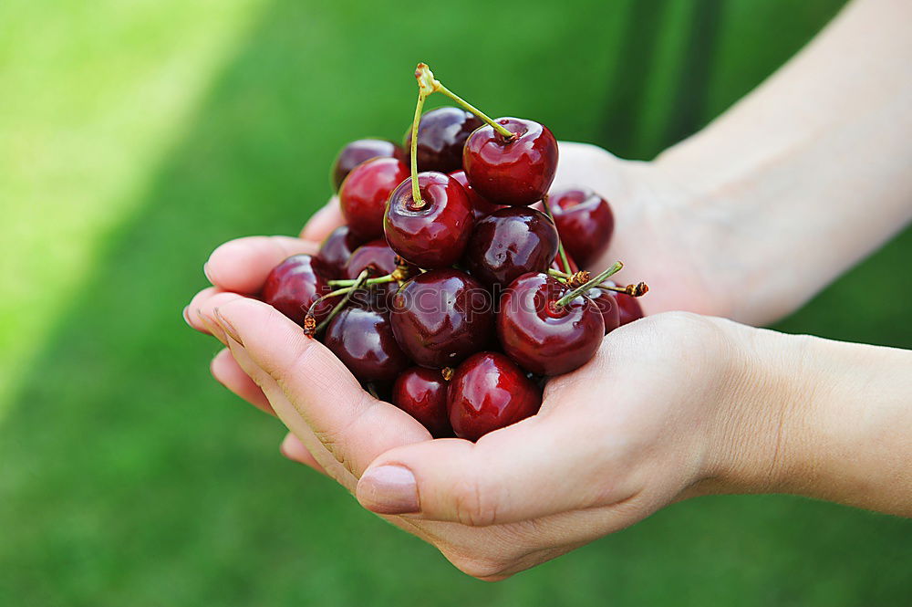 Similar – Image, Stock Photo anticipation Fruit Cherry