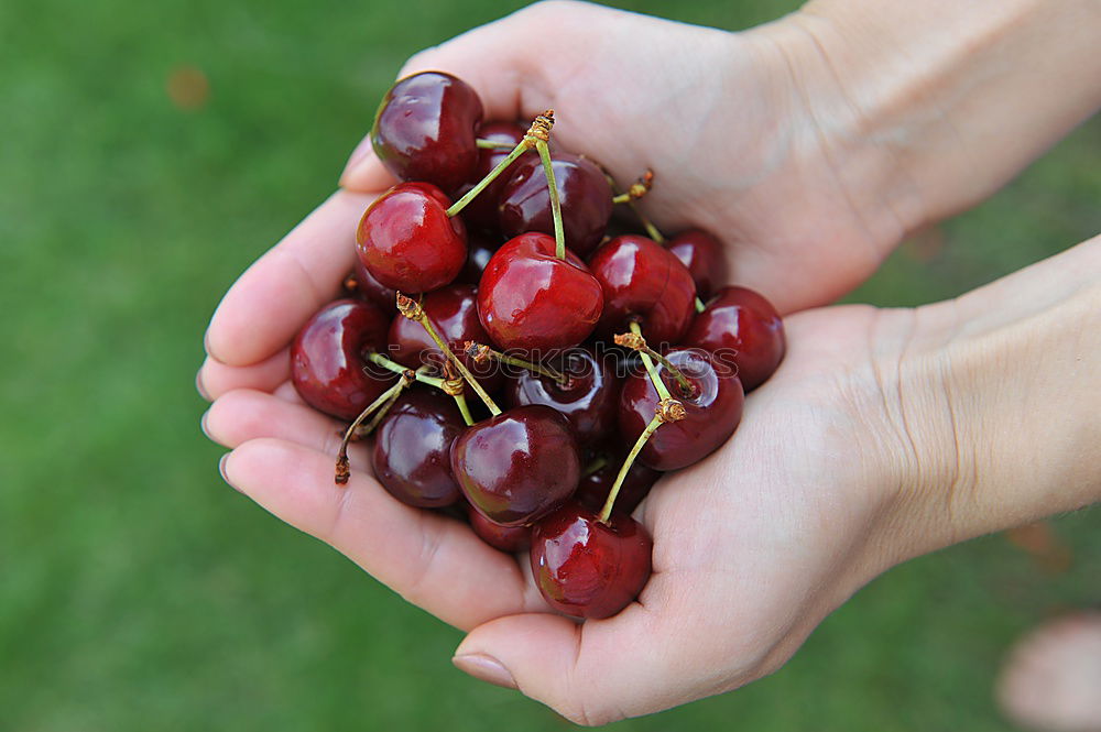 Image, Stock Photo cherry harvest Food Fruit