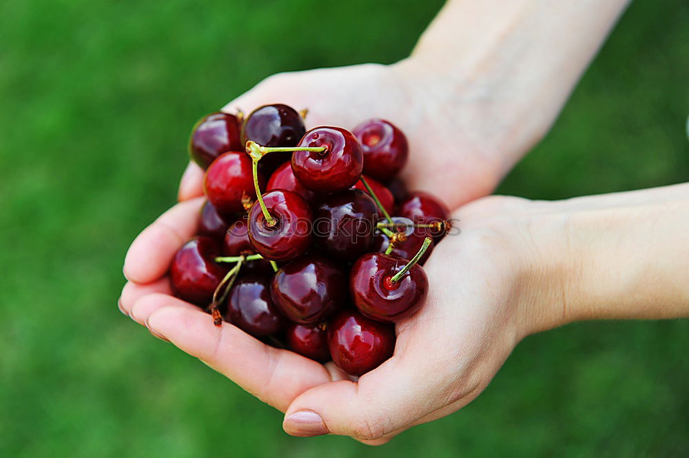 Similar – Image, Stock Photo anticipation Fruit Cherry