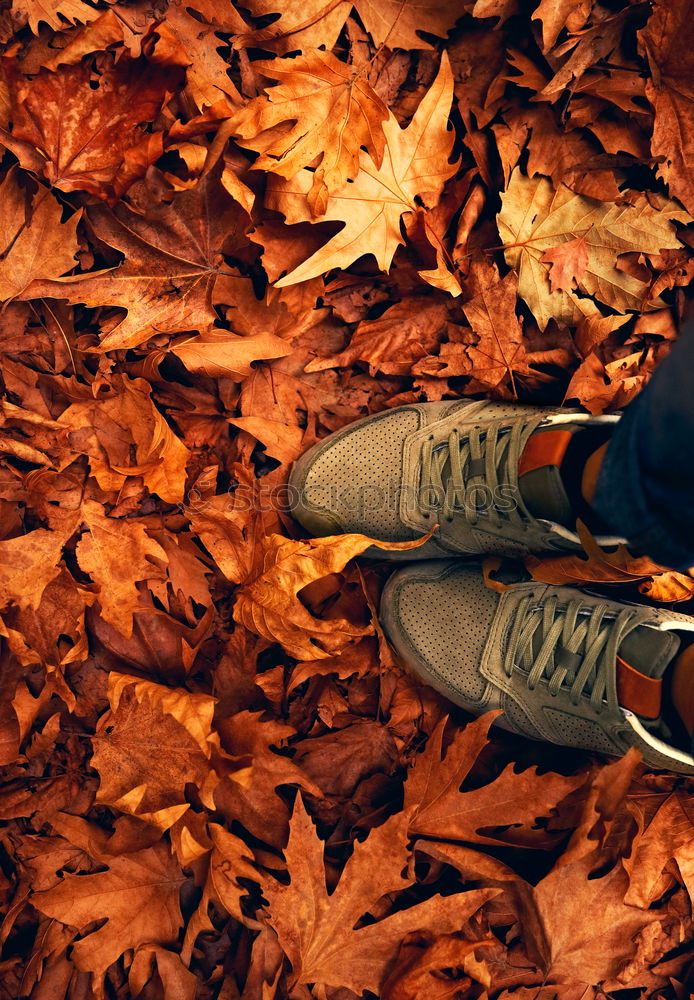 Similar – Image, Stock Photo Spread it out in autumn.