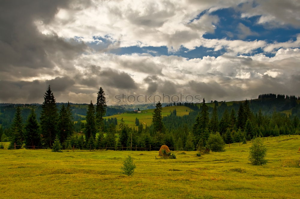 Similar – Horses in forest on green meadow