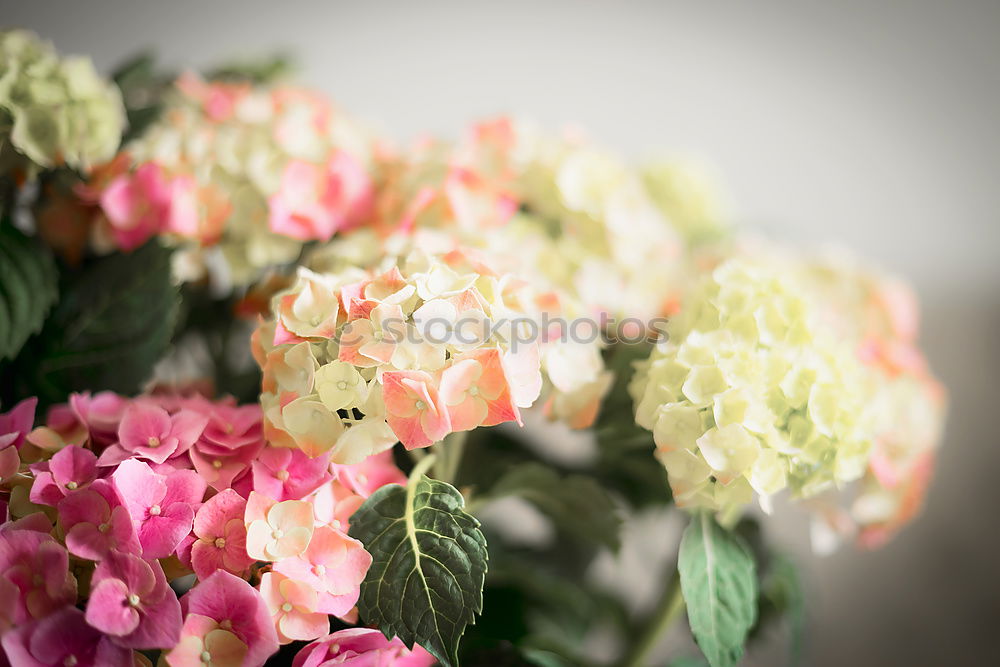 Similar – hydrangea Nature Plant