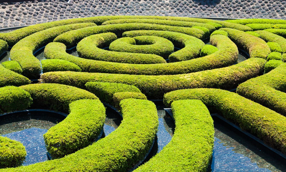 Image, Stock Photo Becoming maze Maze Leaf