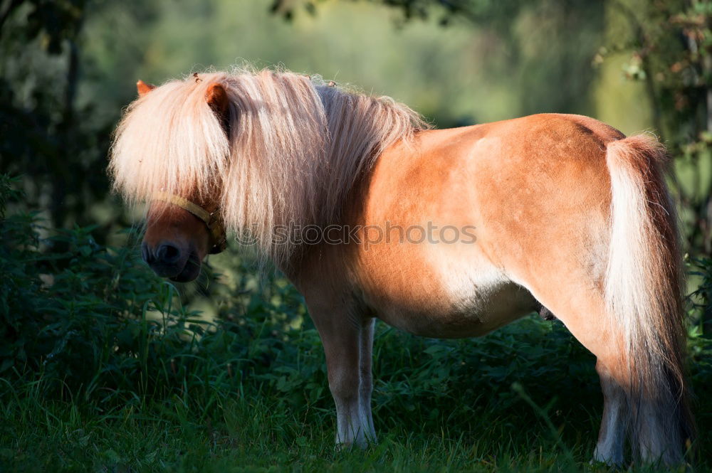 Similar – Image, Stock Photo brown foal standing on meadow