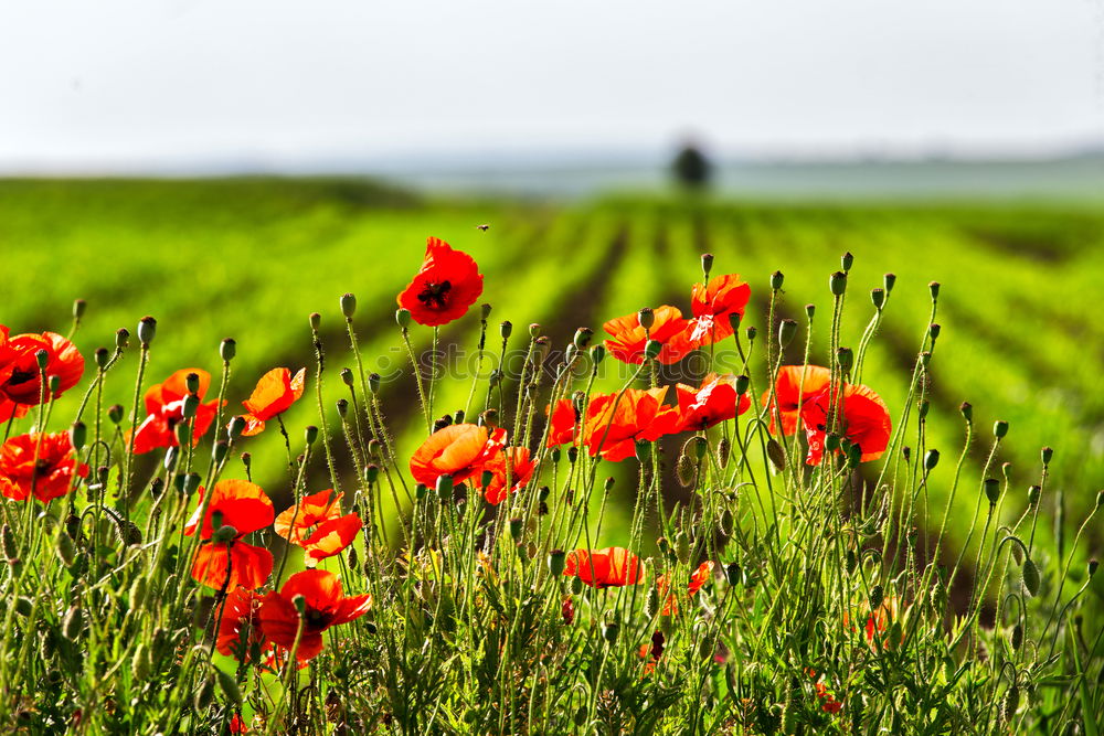 Similar – red spots in the landscape