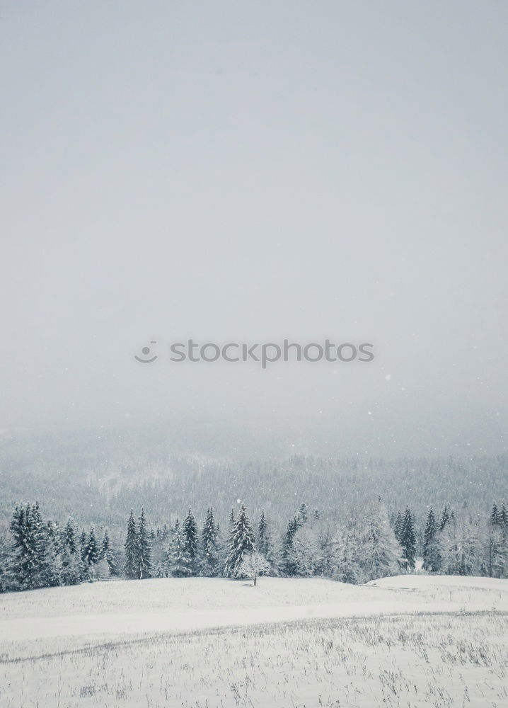 Similar – Gate!Gate!Gate! Snow