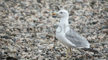 Similar – Image, Stock Photo Aircraft 1 Bird Swan